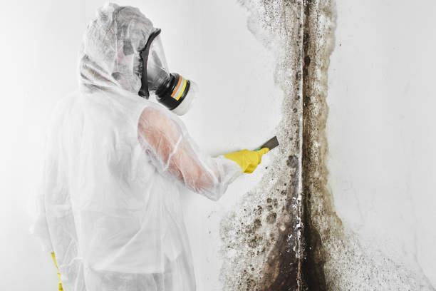 Best Mold Damage Repair  in Franklin, TX