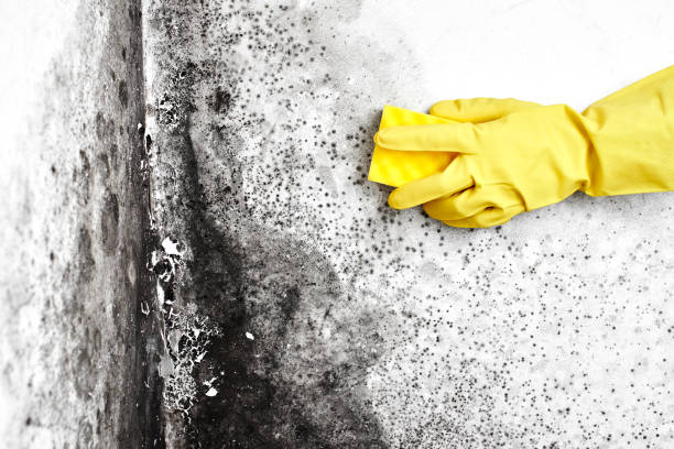 Best Local Mold Removal Service  in Franklin, TX