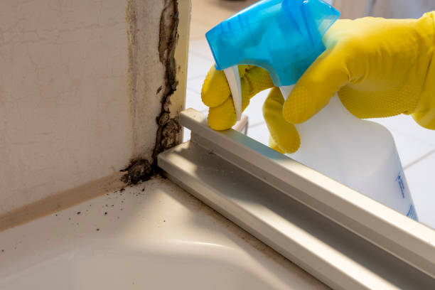 Best Mold Testing  in Franklin, TX