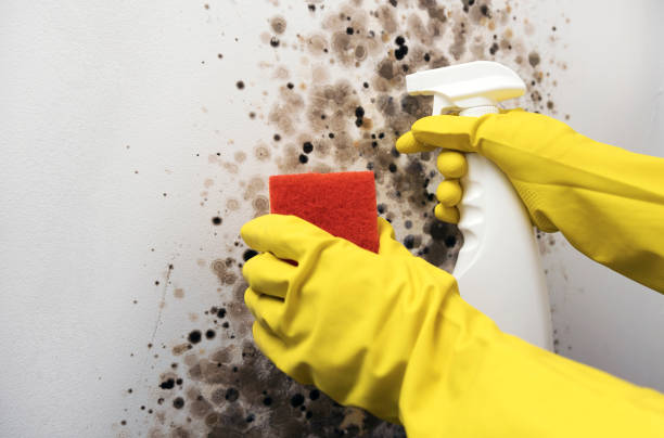 Best Mold Removal Company Near Me  in Franklin, TX