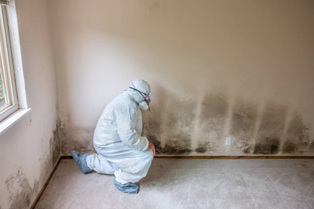 Best Black Mold Removal  in Franklin, TX
