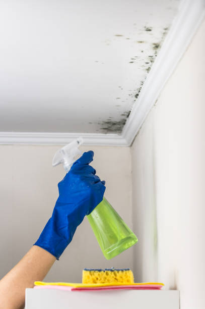 Best Residential Mold Removal  in Franklin, TX