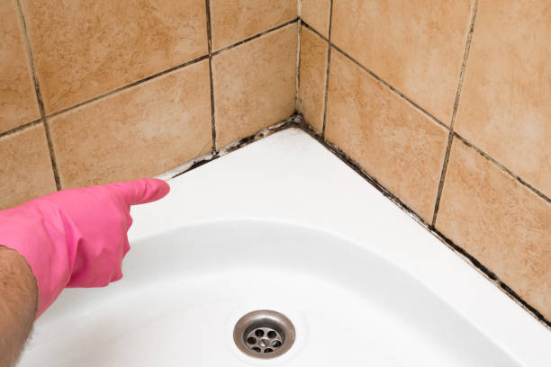 Best Mold Testing  in Franklin, TX