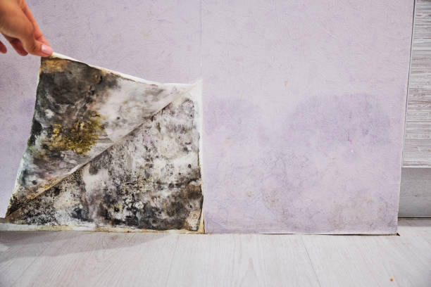 Best Mold Removal Specialists  in Franklin, TX